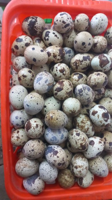 Перепелина Ферма