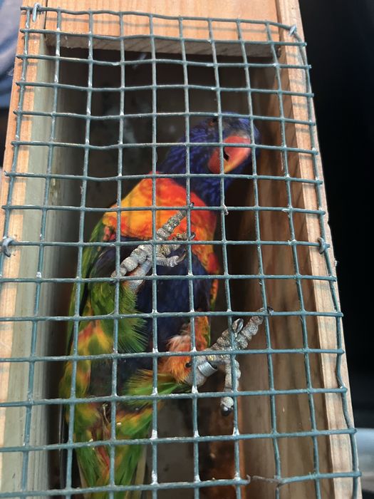Varias aves disponiveis