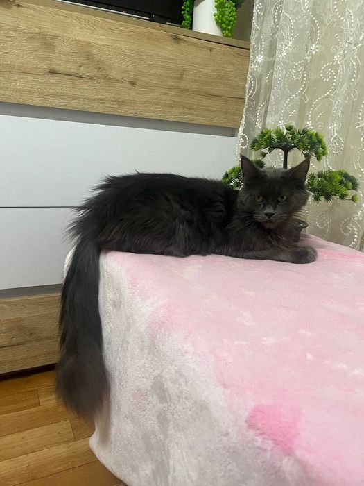 Кішка мейнкун подарую