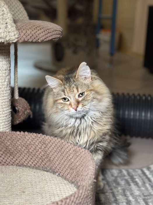 Скромная Пушинка ищет дом