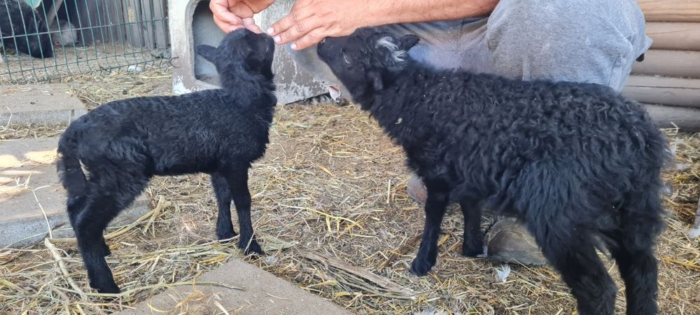 Ovelha Ouessant (ovelhas anãs)