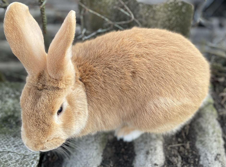 Кролики (самці і самички )