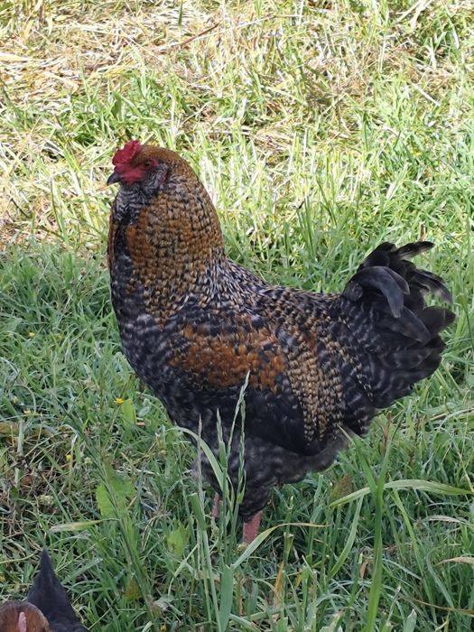 Galos Olive Egger jovens