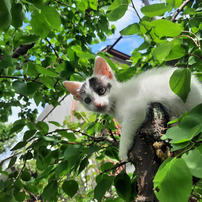 Білий котік в нову родину