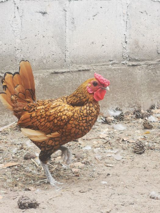 Kogut sebrytka wiśniowa