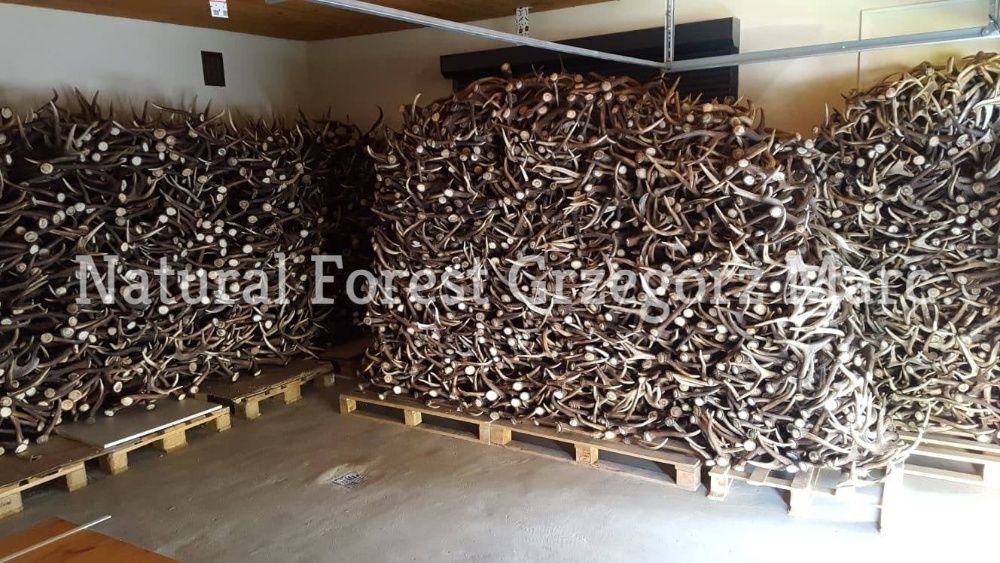 POROŻA, rogi, zrzuty jelenia SKUP