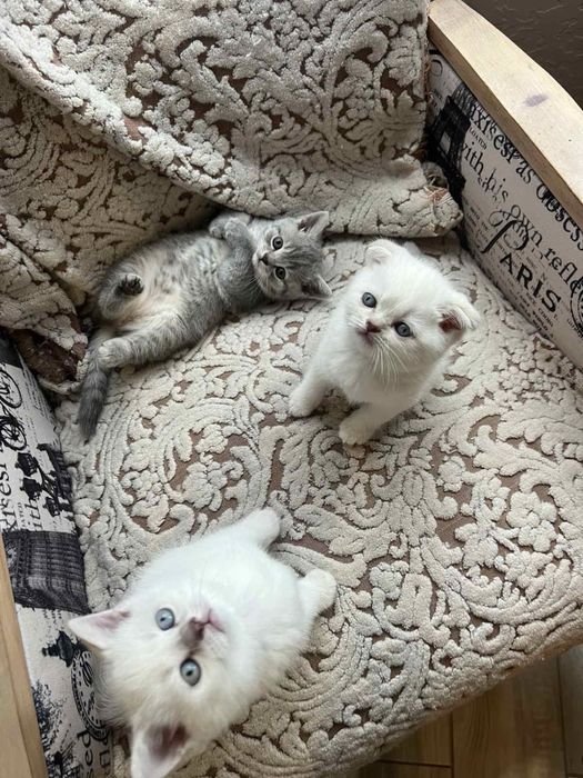 Кошенята весловухі