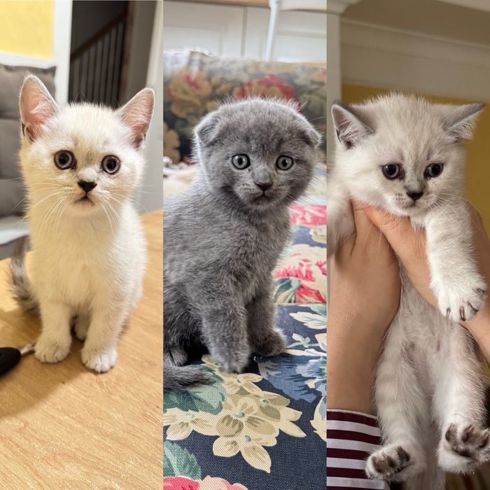 Шотландськи кошенята