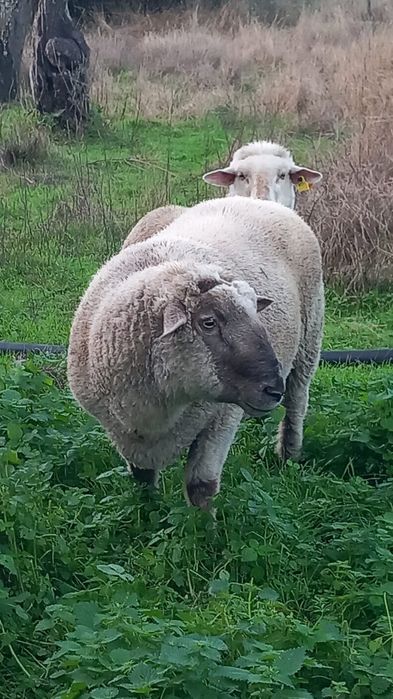 Vendo Carneiro cruzado com solfolk e com il de france