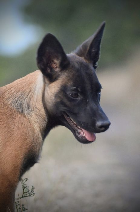 Кобель, бельгийская овчарка
