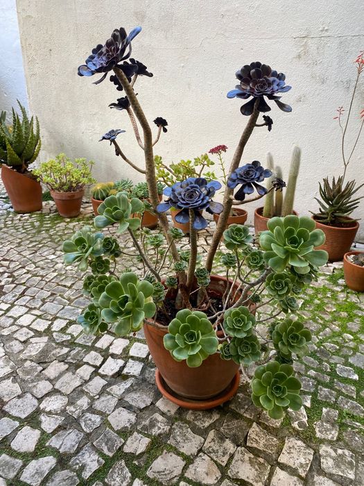 Conjunto de Aeniums