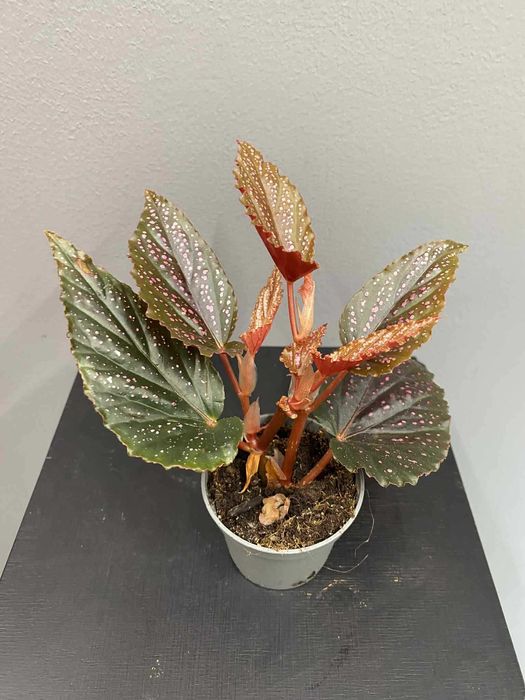 Begonia Maculata Pink Spot