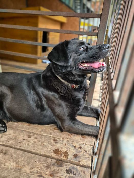 Duży, energiczny, młody, piękny Ragnar wciąż czeka na dom !