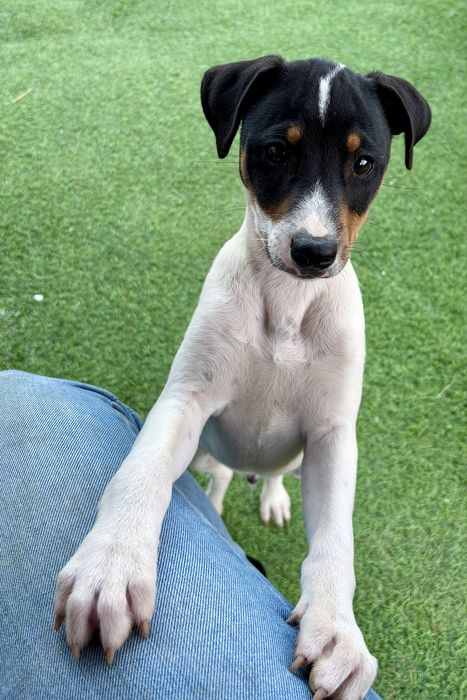Ratonero Bodeguero Andaluz c/Pedigree