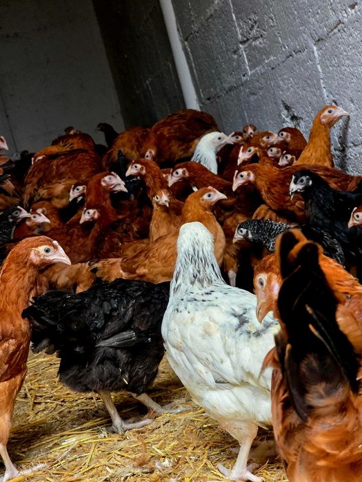 Młode Kury Nioski Okup Wielki