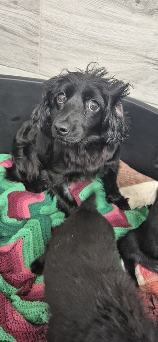 Mała suczka około 3 lata