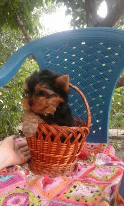 Мальчик на ладошку!