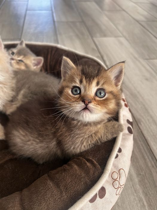 Piekny kocurek brytyjski