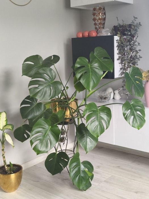 Monstera kilkuletnia