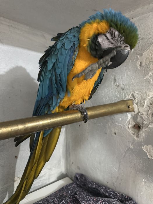 Arara amarela e azul para venda