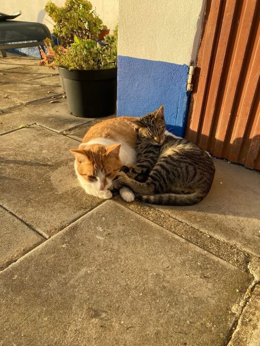 2 gatos para adopção