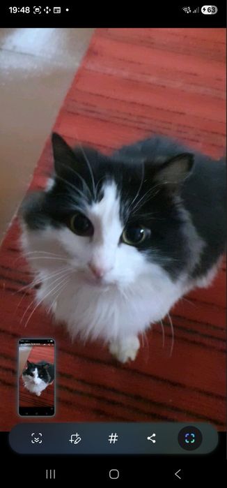 Котик ищет себе дом