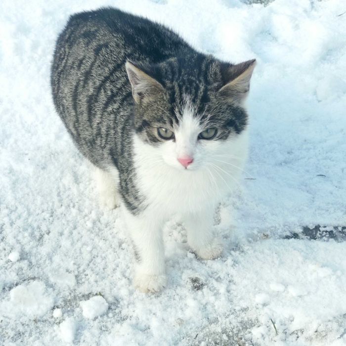 Oddam kotki w dobre ręce