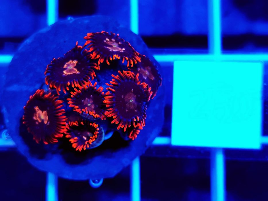 Zoanthus My Clementine WYSYŁKA cena za szczepkę, morskie, koralowce