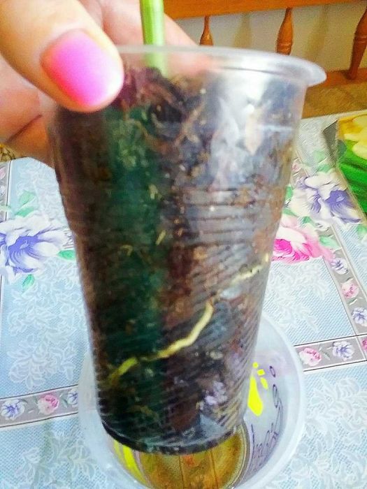 Орхідеї, дендробіум Нобіле білого  кольору