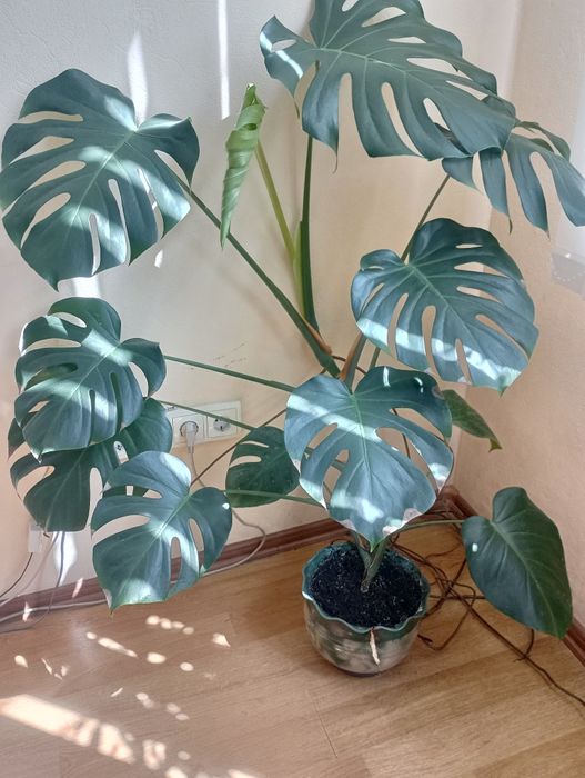 Продам  Монстеру