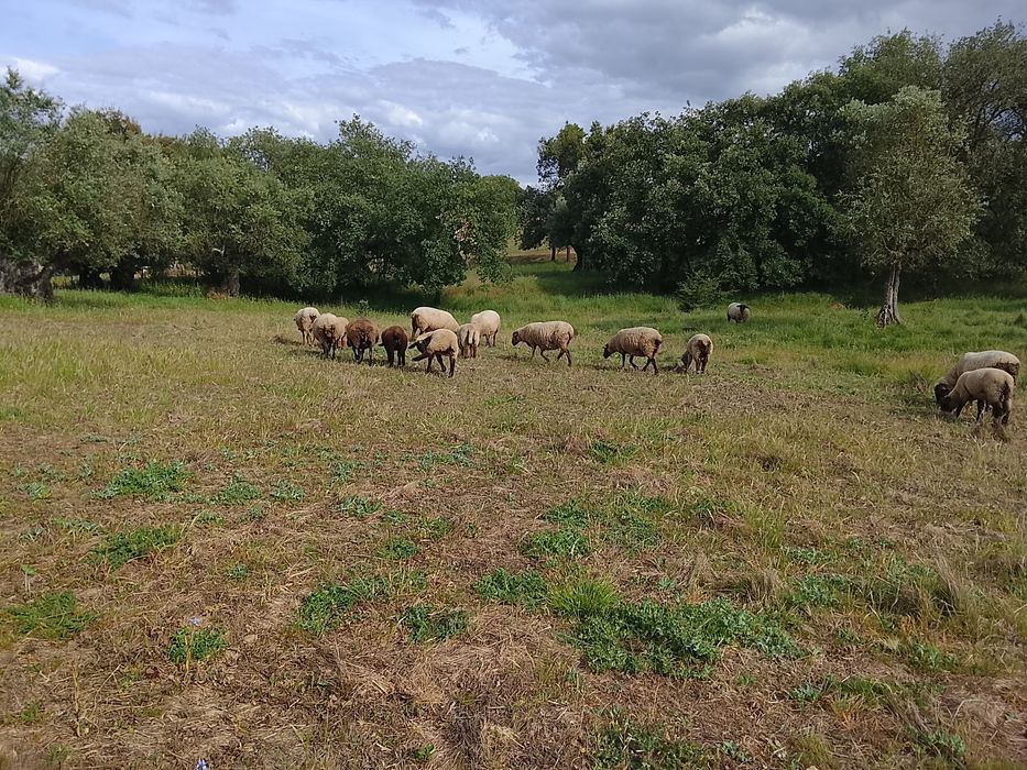 Vendo borrego cruzado sufolk