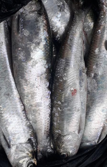 Малосольная дунайска селёдка (дунайка): 400 грн. - Продукти харчування ...