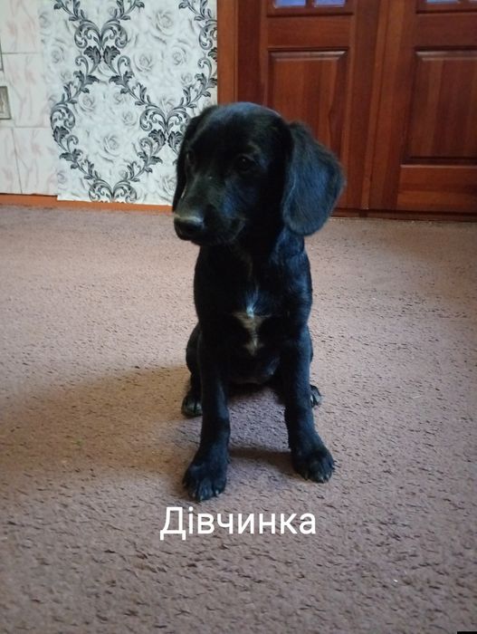 Продам цуценят Кокер Спаніель