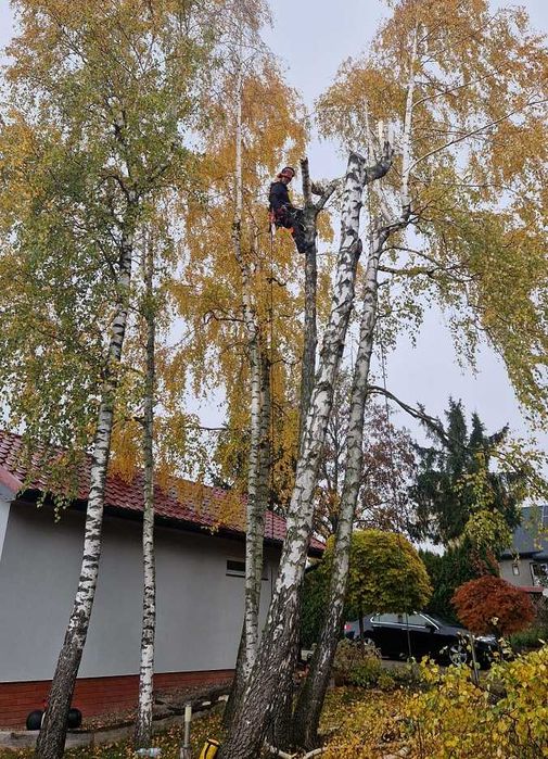 Wycinka drzew / Pielęgnacja / Arborystyka - Lublin / woj. lubleskie