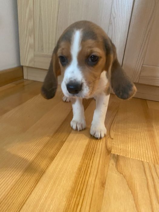 Beagle trikolor aktualne