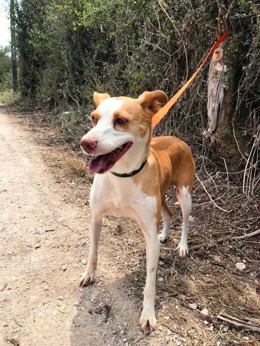Caramela - cadela média para adoção