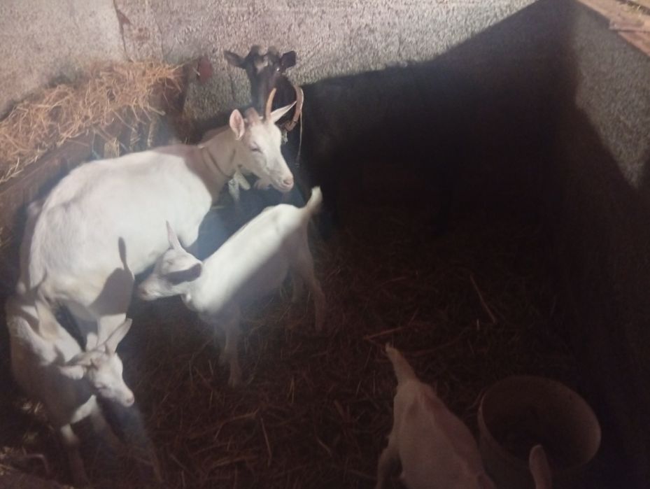 Para ceder cabras com crias.