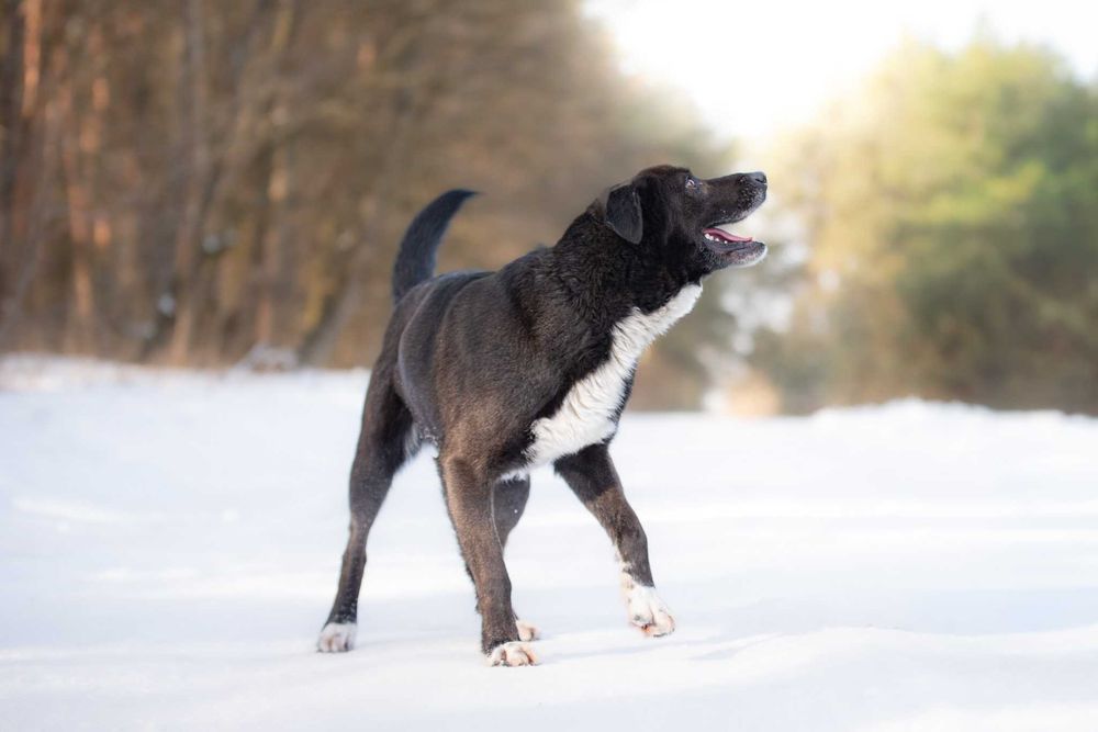 Piękny czarny pies Torparo szuka swojego domu na zawsze