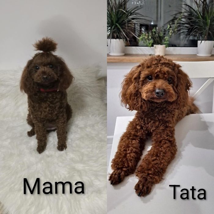 Pudel toy dziewczynka