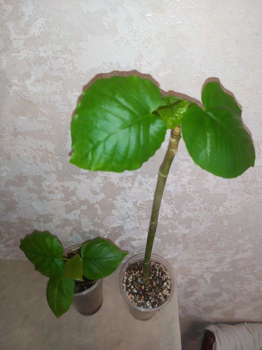 Фікус зонтичний (Ficus umbellata)