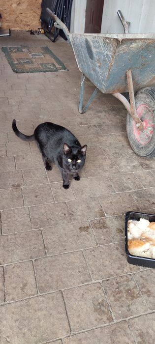 Oddam koty    za darmo