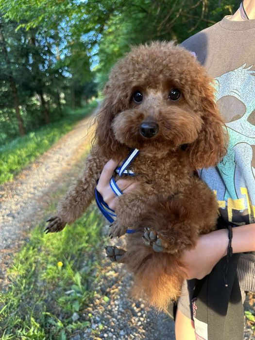 В'язка. Той Пудель ред браун. 2.5кг.