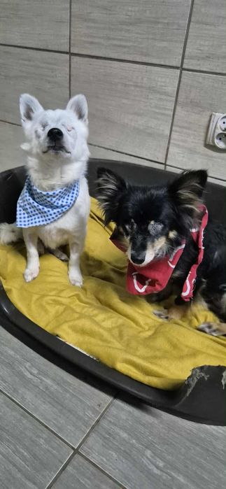 Para dzielnych, malutkich piesków do adopcji