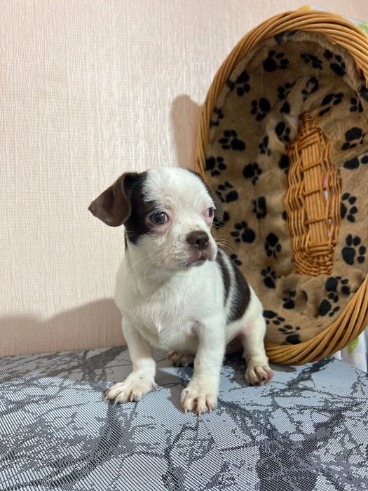 Чихуахуа. Хлопчик. Київ