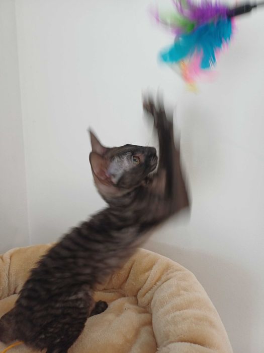 CORNISH REX - Dostępna kotka o imieniu CARMEN Hodowla: MatiMalwa*PL