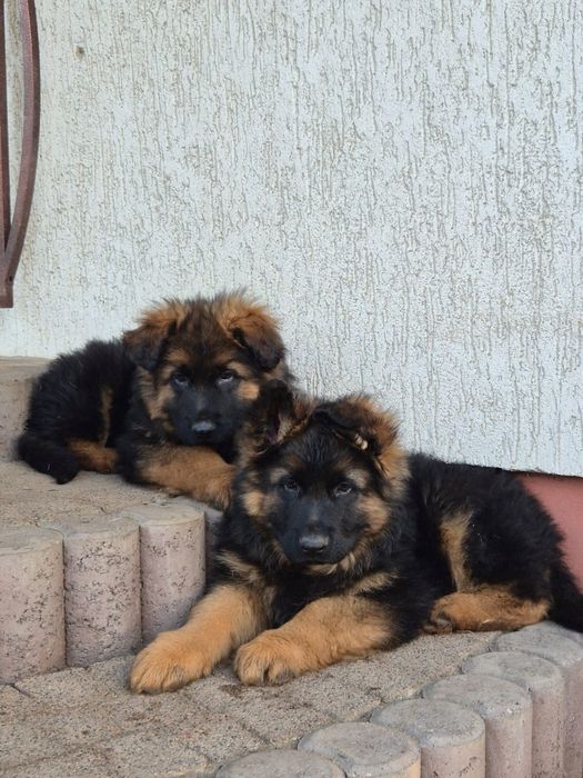 Owczarek niemiecki długowłosy szczenięta owczarki