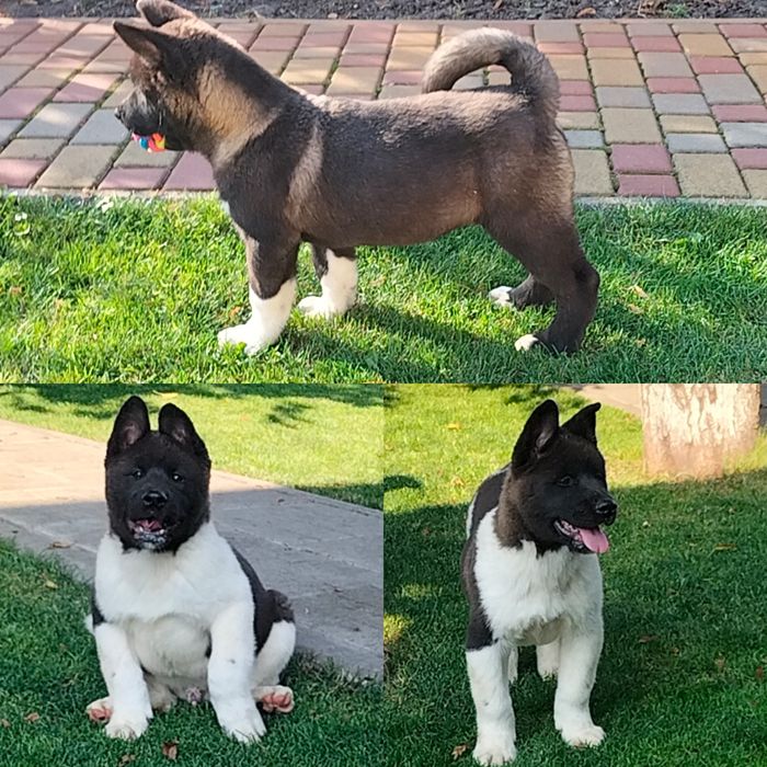 Акіти з доставкою