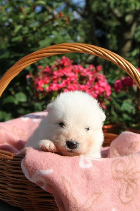 Samoyed szczenię *suczka*  ZKWP FCI