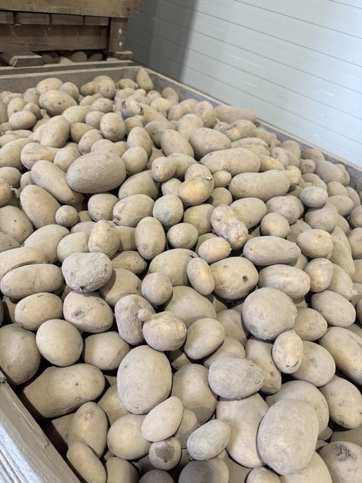 Ziemniaki paszowe, jadalne.