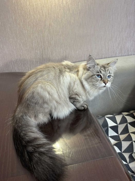 Кошеня Невська маскарадна